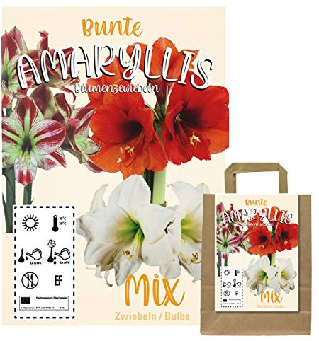 Verschiedene Blumenzwiebeln in Geschenkverpackung - Zwiebeln, Knollen verschiedener winterharter Pflanzen für Garten und Balkon - bunt, mehrjährig, für Topf und Beet (3 Amaryllis Zwiebeln ROT)