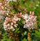 Kleinblütiger Rhododendron Bloombux Magenta® 15-20cm - Rhododendron micranthum