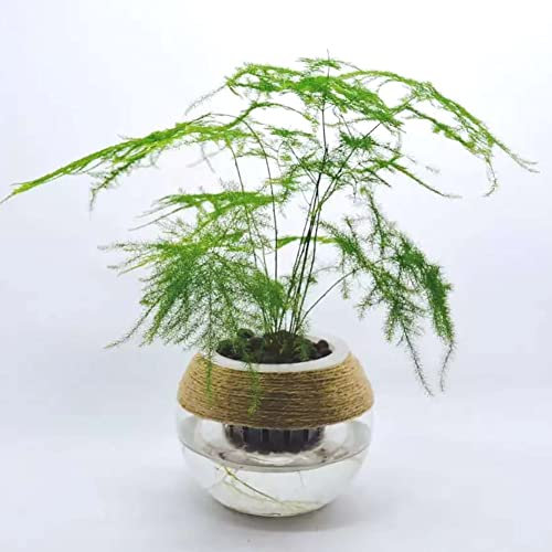 Generic Semillas de helecho de espárragos, 8 piezas Semillas de helecho de espárragos Hierbas perennes Planta de bonsái en maceta para el jardín de su casa verde