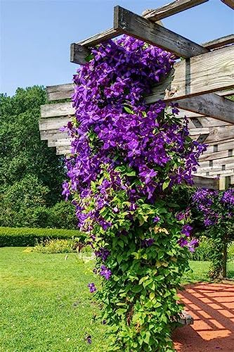 BAHELS können für Gartenarbeit,Winterhartes,Blumen,Pflanzenzwiebeln,Gartenzierblumen kultiviert Werden,Clematis zwiebeln, Clematis,Lebende Pflanzen,Natürlich-10 Zwiebeln-D