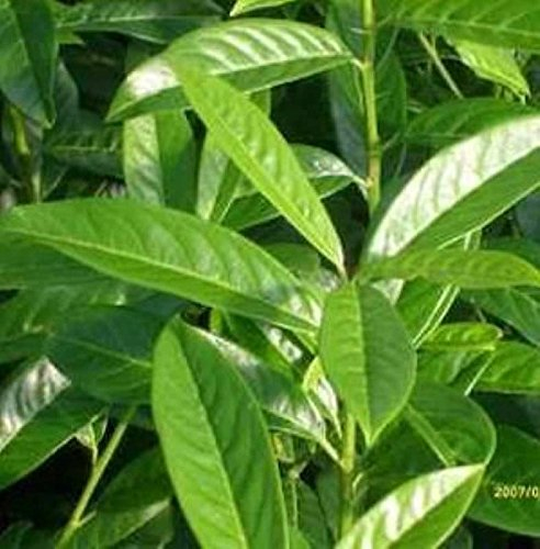 Kirschlorbeer Genolia® 60-80cm - Prunus laurocerasus
