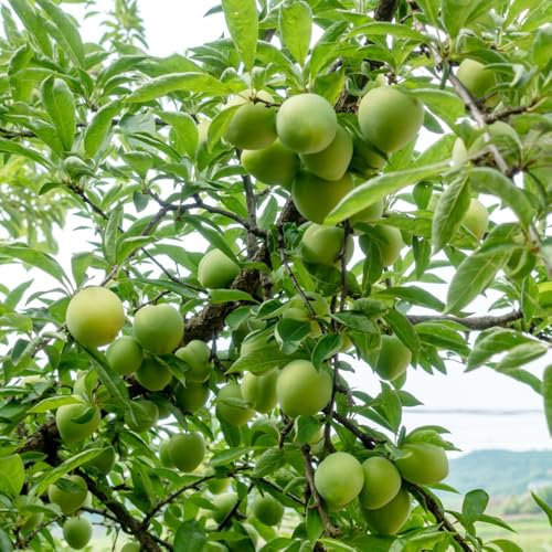 pflaumenbaum samen obst samen pflaumen samen Zierbaum pflanzensamen dauerblüher winterhart mehrjährig, saatgut Zwetschgenbaum samen pflanzen winterhart draußen bonsai baum 20pcs