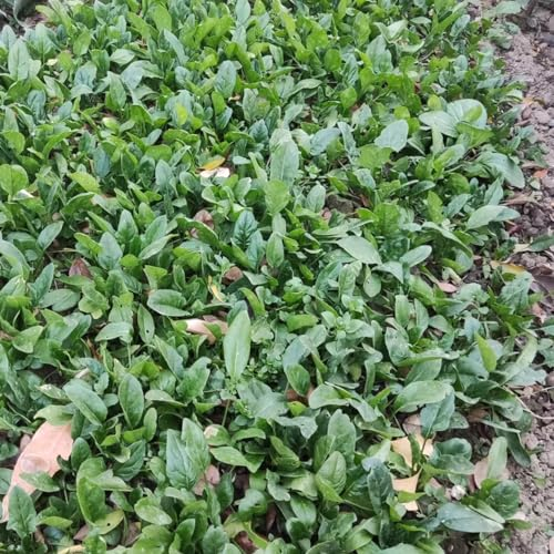 100 pcs spinat samen winterharte kübelpflanzen pflanzensamen pflanzen samen bio saatgut gartenpflanzen samen gemüse gartenpflanzen winterhart mehrjährig gewächshaus balkon bonsai