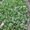 100 pcs spinat samen winterharte kübelpflanzen pflanzensamen pflanzen samen bio saatgut gartenpflanzen samen gemüse gartenpflanzen winterhart mehrjährig gewächshaus balkon bonsai