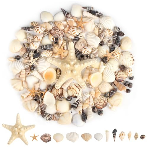 RISF Muscheln Gemischte, 13 Stile Muscheln zum Basteln, 170g Muscheln Deko mit Aufbewahrungsbox, Seestern Deko für Strandmottopartys, Handwerk, Vasenfüller