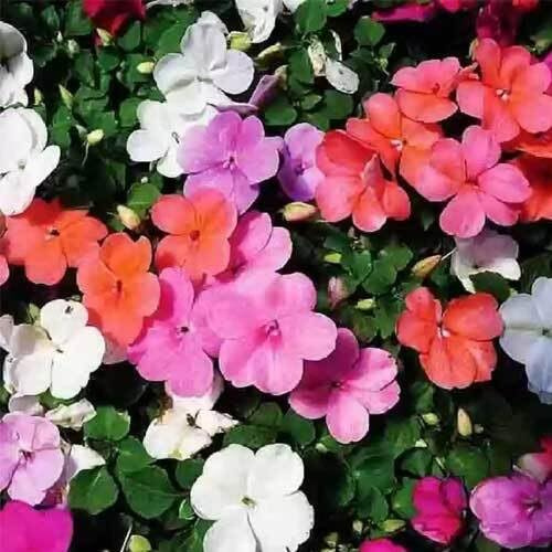 25pcs Impatiens Flower Seeds