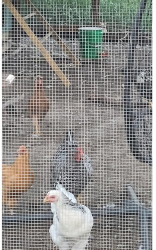 Hardware Cloth Stainless Steel Welded Wire Mesh Roll - Heavy Duty 1/4 3/8 1/2 Chicken Wire Fencing for Garden, Coop, Cage, Ranging Chickens, Dogs(1|9x9mm,1x20m)