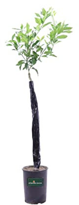 pianta di limone albero di limone in vaso pianta vera di limone da mangiare età 2 anni venduta da eGarden.store (rosso)