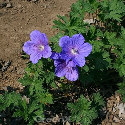 Himalayastorchschnabel Baby Blue - Geranium himalayense - lebende Gartenpflanze aus den Baumschulen