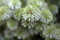 Picea sitchensis 'Silberzwerg' 20-25 cm - Sitka-Fichte, kompakter Wuchs, silberblaue Nadeln, ideal für Steingärten, winterhart und pflegeleicht