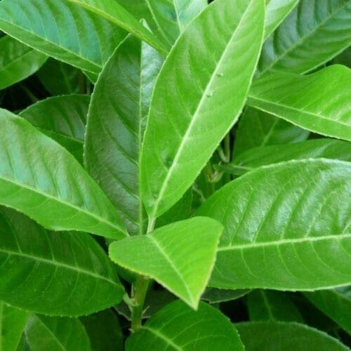 Lauroceraso Prunus laurocerasus pianta da siepe in vaso h. 120/150 cm Vivaio di Castelletto