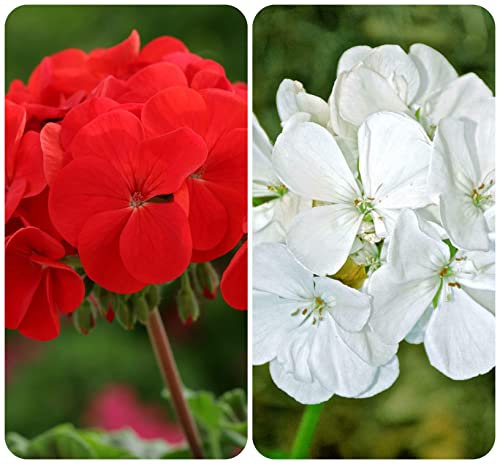 Geranium F1 Horizon Red and White Pelargonium Mini Plug Plants x 20 for Potting On