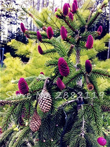 Abies Samen, koreanische Tanne, Nordmannstanne (Weihnachtsbaum, Conifer) Samen Baum. Haus-Garten Bonsaipflanzen und Blumen-Samen 100 PC-6