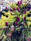 Abies Samen, koreanische Tanne, Nordmannstanne (Weihnachtsbaum, Conifer) Samen Baum. Haus-Garten Bonsaipflanzen und Blumen-Samen 100 PC-6