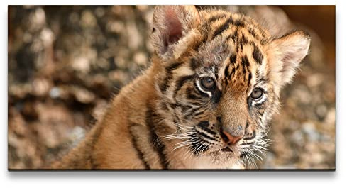 Paul Sinus Leinwandbild 120x60cm Kleiner Tiger Süß Lieblich Herzlich Baby Kätzchen