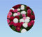 500 graines de fleurs bellis perrennis - pâquerette - pomponette - coloris mixtes -