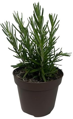 Romero Planta Natural de Exterior - Maceta de 13 cm - Plantas Aromáticas Naturales
