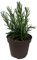 Romero Planta Natural de Exterior - Maceta de 13 cm - Plantas Aromáticas Naturales
