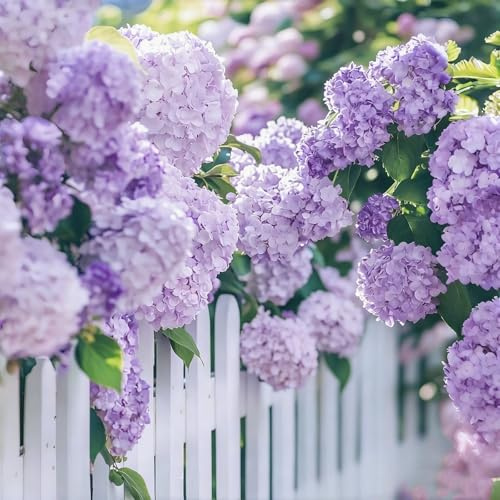 Hortensie Winterhart | Blüht den ganzen Sommer | Gartenpflanze Stark blühend | Hortensien Strauch | Für draußen-5zwiebeln-a
