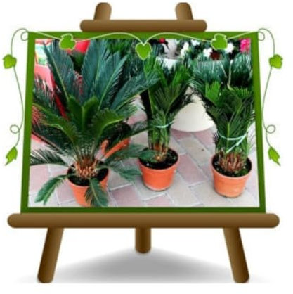 Cycas Revoluta Plante Ornementale - sur pot de 20 hauteur 80 cm