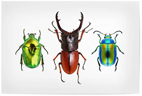 artboxONE Poster 30x20 cm Natur DREI seltene Käfer hochwertiger Design Kunstdruck - Bild käfer Bug Bugs