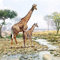 20 Servietten Giraffenfamilie am Fluss als Tischdeko oder zum Basteln mit Serviettentechnik 33x33cm