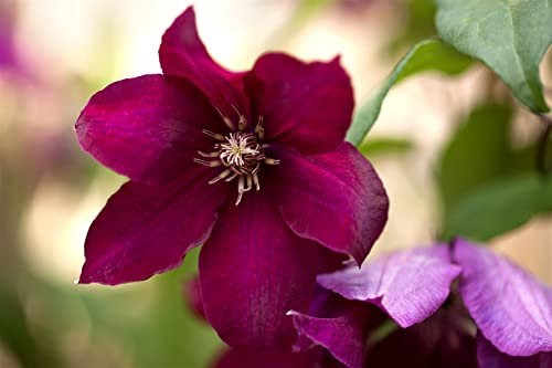 Clematis Hybride 'Rouge Cardinal' 80-100 cm - Waldrebe, tiefrote Blüten, Blütezeit Juni-September, ideal für Rankgerüste, pflegeleicht und winterhart