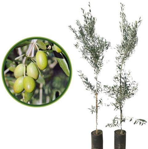 Vivaio Garden Forest Pianta di Ulivo Ascolana, Oliva da tavola, Pianta reale, Pianta di 3 anni, Ascoli Piceno, Marche, Chioma folta, Olive verdi in salamoia, Frutificazione elevata, H 170CM