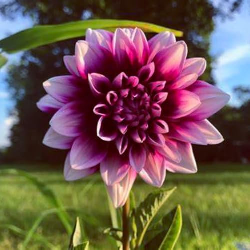 2*unverzichtbare Blumen für den Garten, Dahlien, Blumenzwiebeln, winterhart, prachtvolle Blumen für den Gartenbalkon, krautig, mehrjährig-B