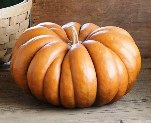 Seeds Pumpkin Musquee De Provance Ornamental Giant Vegetable for Planting Non GMO