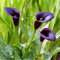 Calla-Lilie Zantedeschia aethiopica - Elegante Zimmerpflanze mit Blüten - Perfekt für Garten und Wohnung -10knollen-C