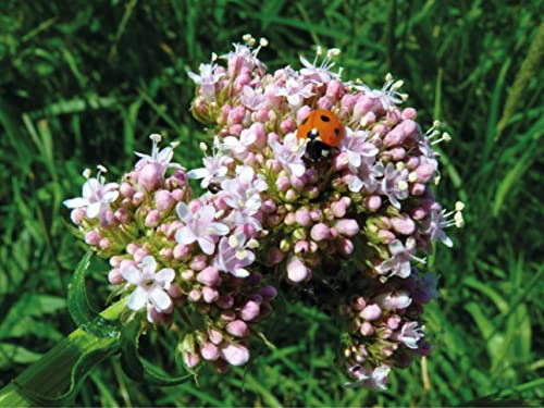 5.000 deutsche Samen vom Echten Baldrian (lat. Valeriana officinalis), Saatgut des Baldrians für Balkon, Kübel, Garten oder Freiland, mehrjährige Heilpflanze