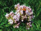 5.000 deutsche Samen vom Echten Baldrian (lat. Valeriana officinalis), Saatgut des Baldrians für Balkon, Kübel, Garten oder Freiland, mehrjährige Heilpflanze