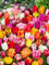 Blumenhandel Ullrich Premium Tulpenmischung 100 Tulpenzwiebeln aus verschiedener Arten und Sorten
