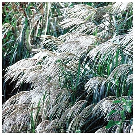 Miscanthus sinensis 'Early Hybrids' / Chinese Silver Grass/Hardy Ornamental Grass/Seeds
