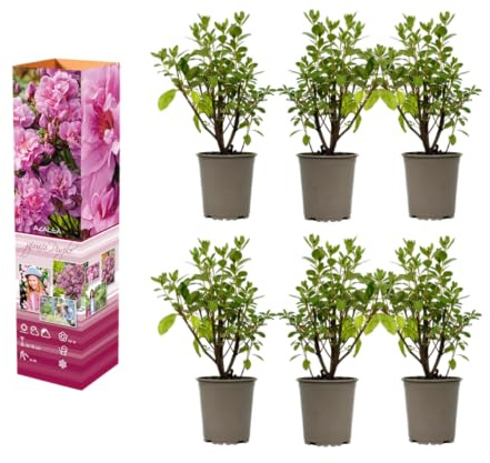Azalea rododendro pianta in vaso da 20 – 38 cm in vaso da 9 cm, arbusto ornamentale fiorito, pianta compatta dal colore intenso dei fiori (6, viola)