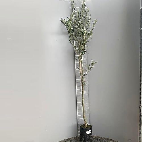 SAVINI VIVAI Obstpflanzen Arbequina Olivenpflanze in Phytocell, 1 Jahr Veredelung, Höhe 110–150 cm, hergestellt in Italien