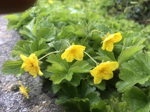 12 x Waldsteinia ternata - Golderdbeere - Topf 9 cm x 9 cm