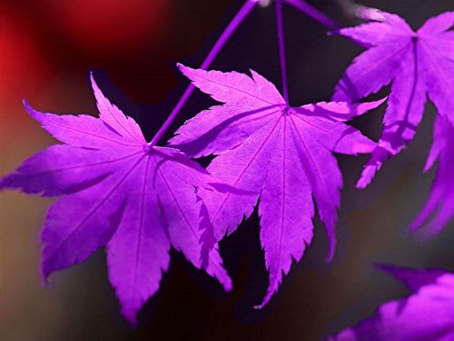 10PCS Lila Maple Samen selten in der Welt Kanada ist ein schönes Lila Maple Bonsai Pflanzen Bäume Purple Ghost