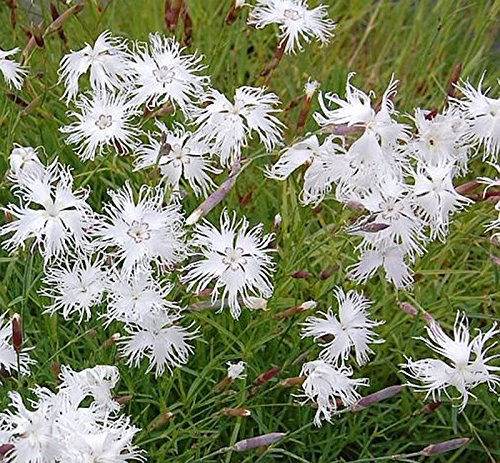 Sandnelke - Dianthus arenarius