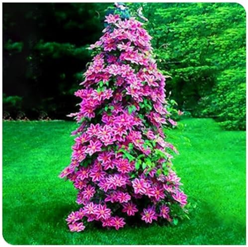 Clematis Gartenarbeit Zwiebeln Winterhart Eine Starke Pflanze Clematis Zwiebeln