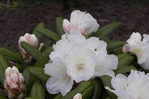 Ball-Rhododendron Silver Souvereign - Rhododendron yakushimanum Silver Souvereign (25-30)