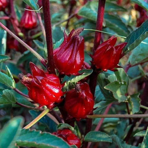 50 Grani di Hibiscus Sabdariffa da Piantare, Grani Roselle Rossi Semi Biologici di Roselle/Acetosella Rossa per orto, Tisane e uso Culinario