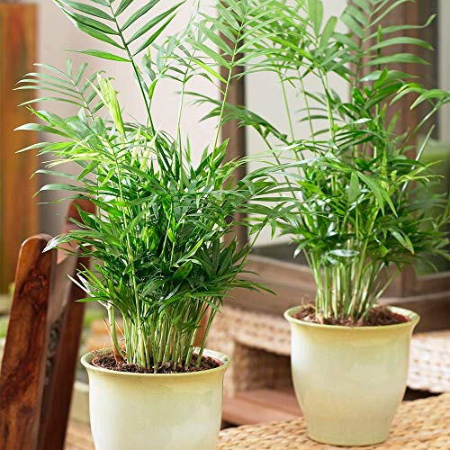 Palmier Chamaedorea Elegans - Plante d'Intérieur Lumineuse pour Bureau en Pot de 13 cm