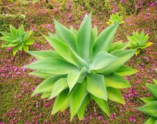 agaves sin espinas raras cola de zorra Agave attenuata suculenta planta aloe de semillas 15 semillas