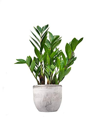 Zamia Altezza 45 cm, Pianta Vera, Pianta da Interno, Vaso Artigianale in Cemento