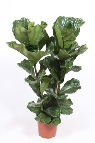 Geigenfeige, (Ficus lyrata), (2er Tuff im 27cm Topf, ca. 100cm hoch)