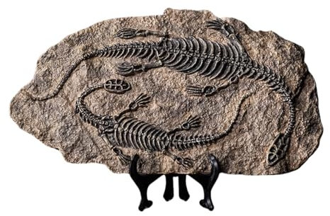 YOYUMI Statua Simulato Fossile Di Dinosauro Sala Studio Casa Soggiorno Portico Decorazione Artigianato Finestra Oggetti Di Scena Display