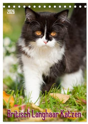 Britisch Langhaar Katzen (Tischkalender 2026 DIN A5 hoch), CALVENDO Monatskalender (CALVENDO Tiere)