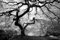 WALD Fototapete VLIES-300x223 cm (1478A)-Natur Landschaft Baum Wälder Bäume Schwarz Weiß Wandtapete-Inkl. Kleister-Vliestapete Bild Dekoration Wand-Dekor Moderne Motiv-Tapete Panorama Poster XXL